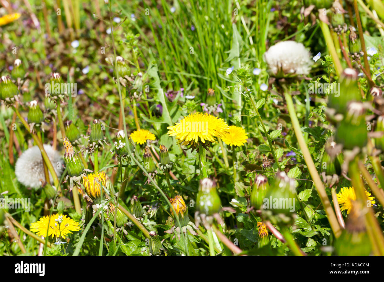 Dandelion, close up Stock Photo Alamy