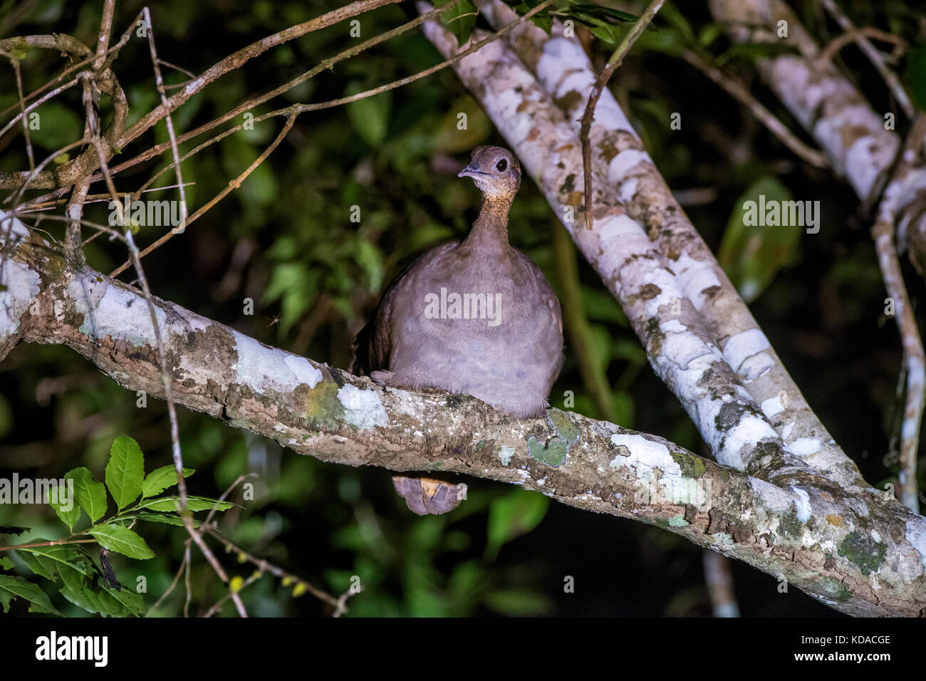 'Macuco (Tinamus solitarius) fotografado em Linhares, Espírito Santo -  Sudeste do Brasil. Bioma Mata Atlântica. Registro feito em 2015.      ENGLISH: Stock Photo