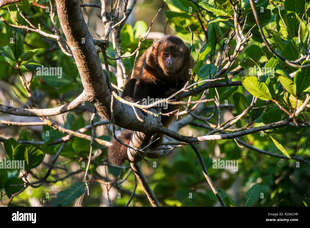 Macaco prego de crista hi-res stock photography and images - Alamy