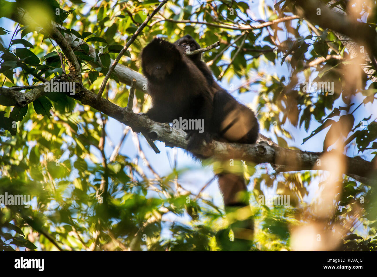 Macaco prego de crista hi-res stock photography and images - Alamy