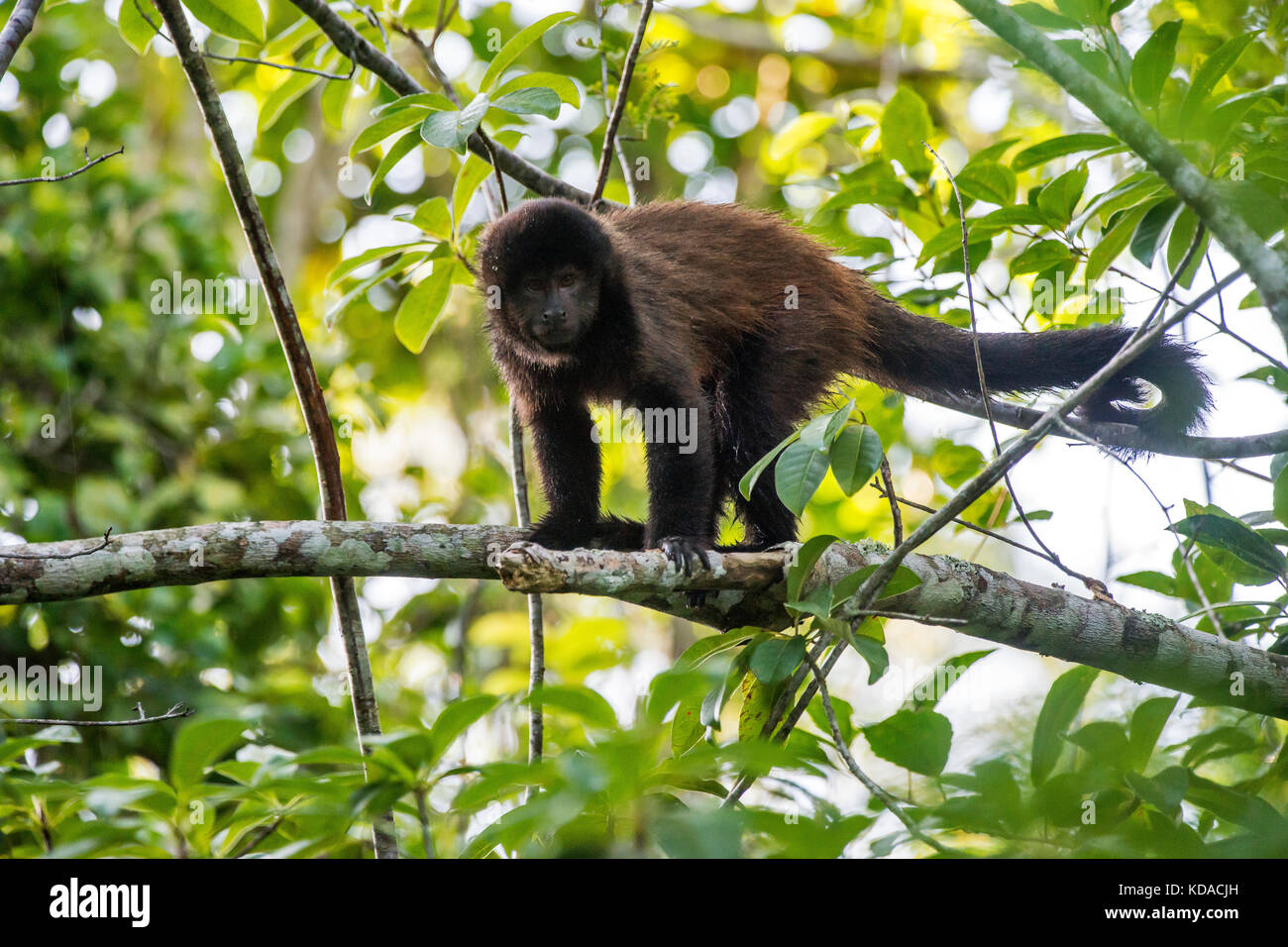 Wild monkey in the jungle. Primate Macaco Prego - Sapajus gender