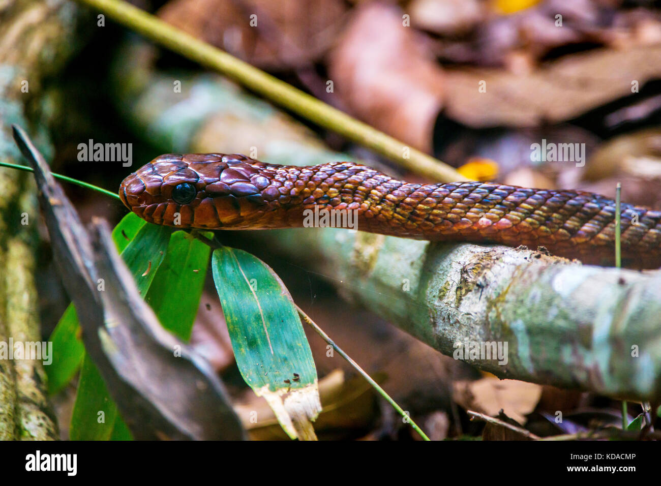 'Cobra-papa-ovo (Spilotes sulphureus) fotografado em Linhares, Espírito Santo -  Sudeste do Brasil. Bioma Mata Atlântica. Registro feito em 2015.      Stock Photo