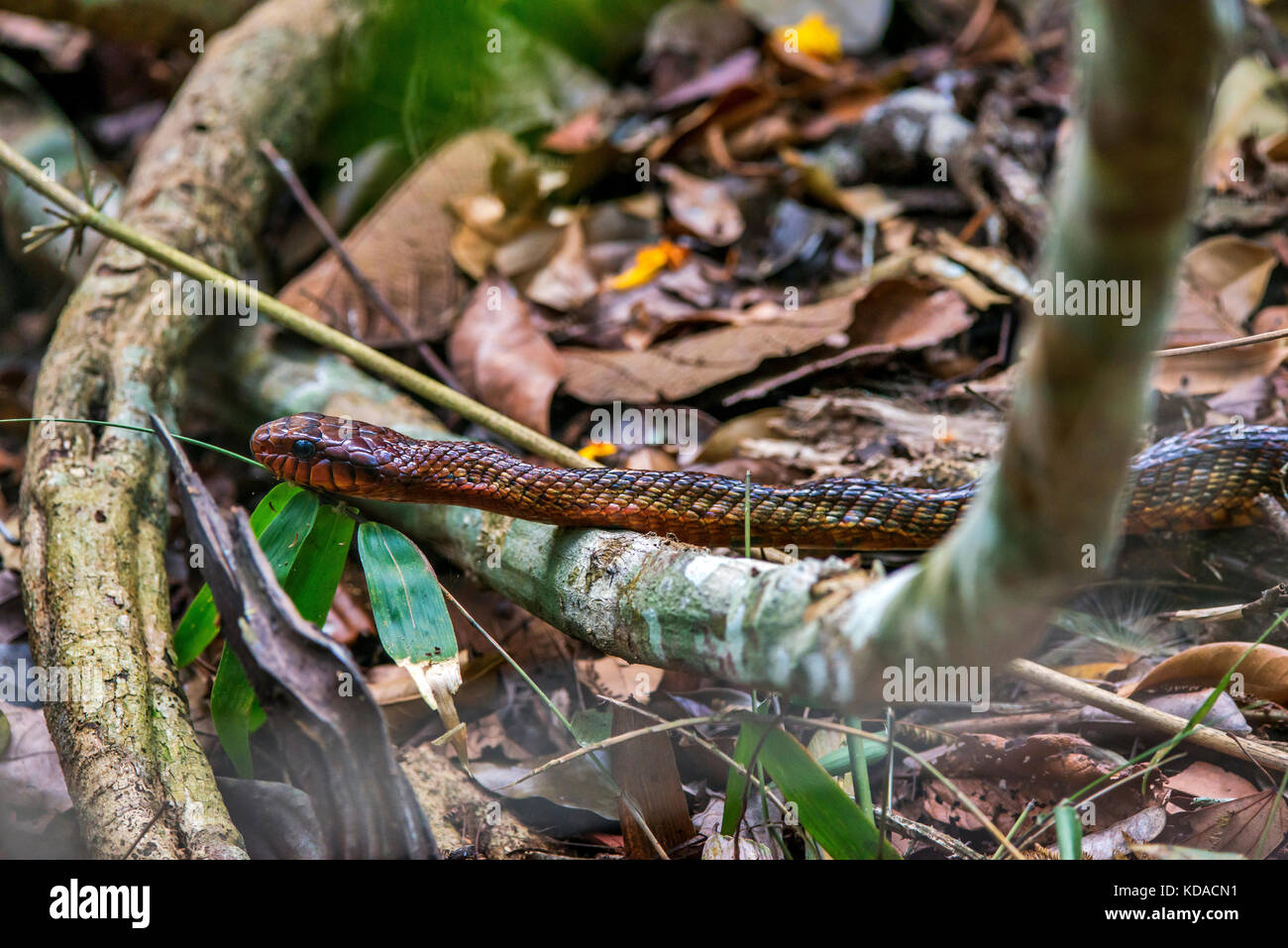 'Cobra-papa-ovo (Spilotes sulphureus) fotografado em Linhares, Espírito Santo -  Sudeste do Brasil. Bioma Mata Atlântica. Registro feito em 2015.      Stock Photo