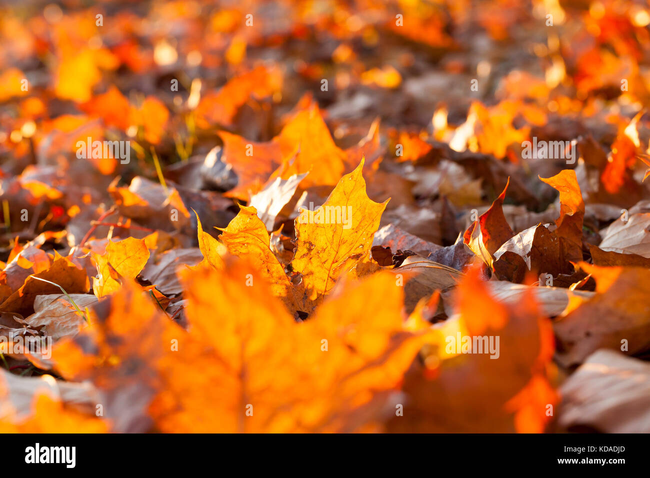 Yellow fallen leaves Stock Photo - Alamy