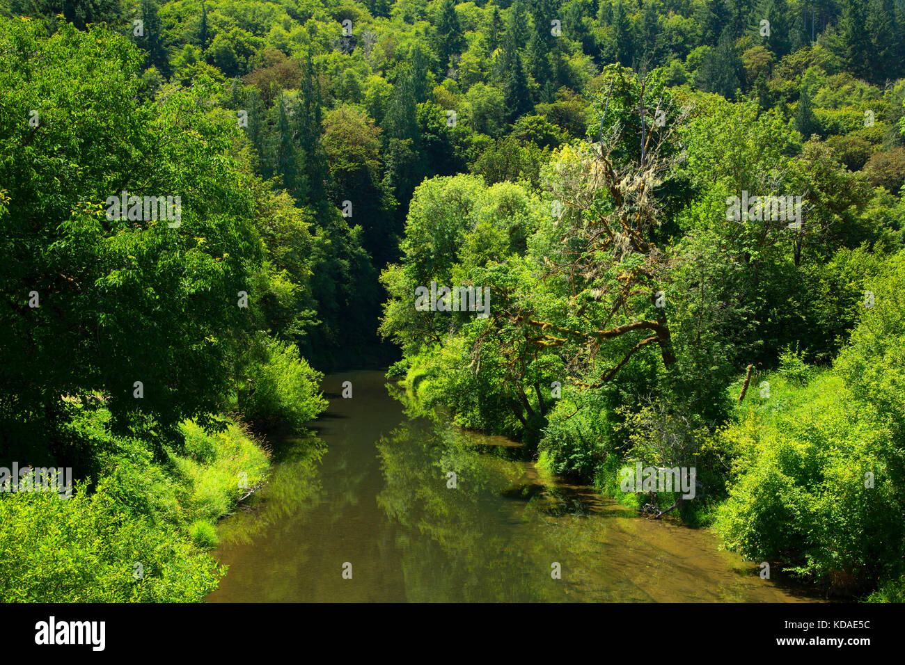 Alsea River, Salmonberry County Park, Benton County, Oregon Stock Photo