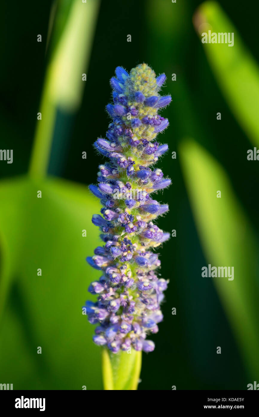Wapato, Talking Water Gardens, Albany, Oregon Stock Photo Alamy