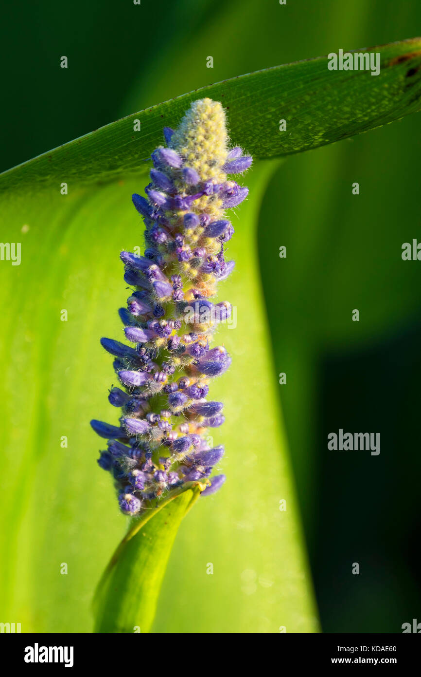 Wapato plant hires stock photography and images Alamy