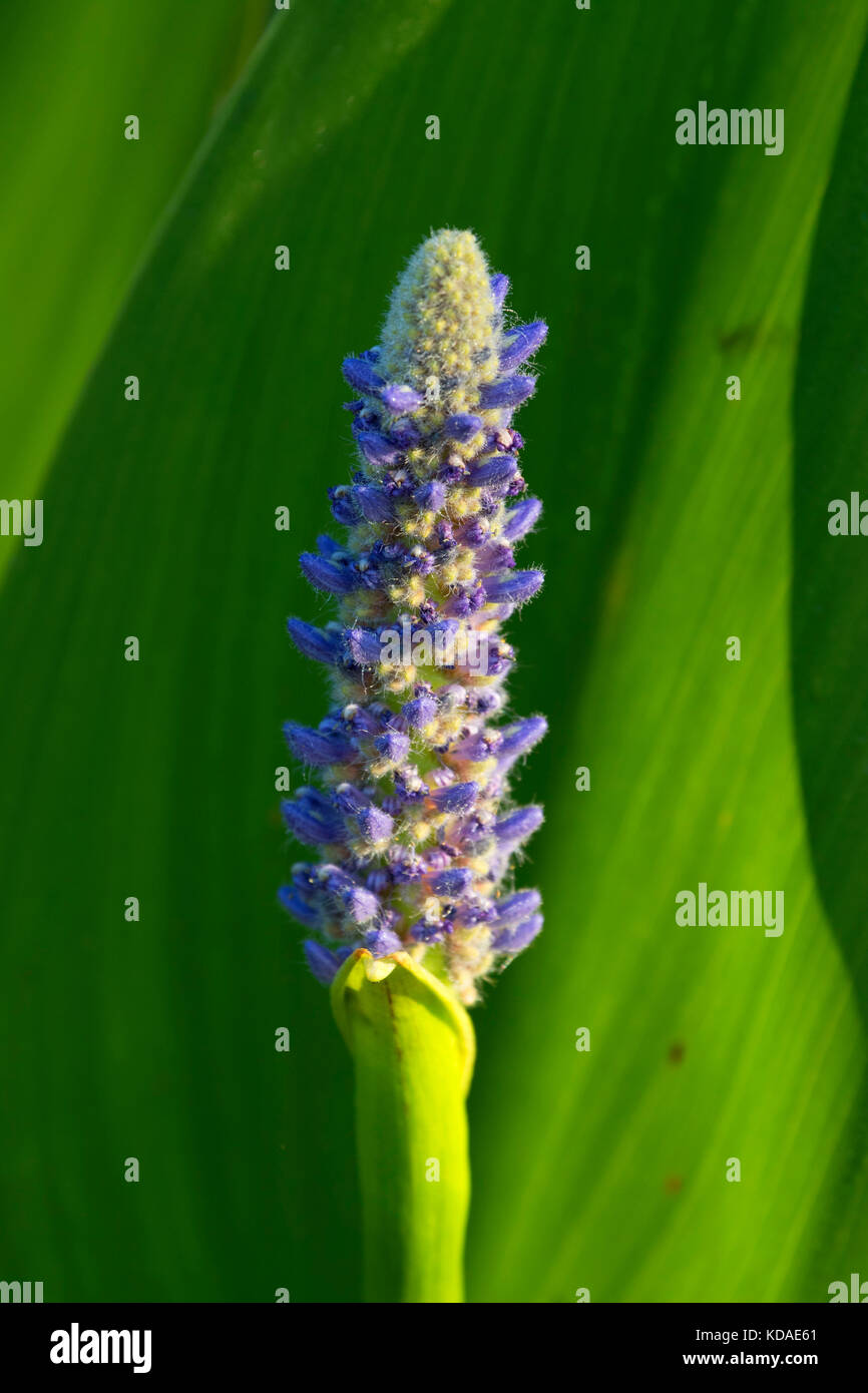 Wapato, Talking Water Gardens, Albany, Oregon Stock Photo Alamy