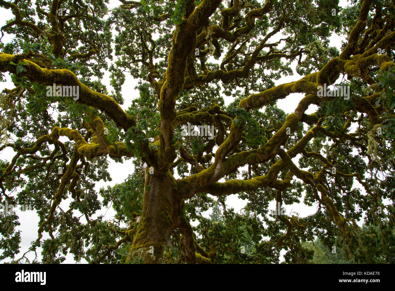 Oregon white oak, Miller Woods Conservation Area, Yamhill County