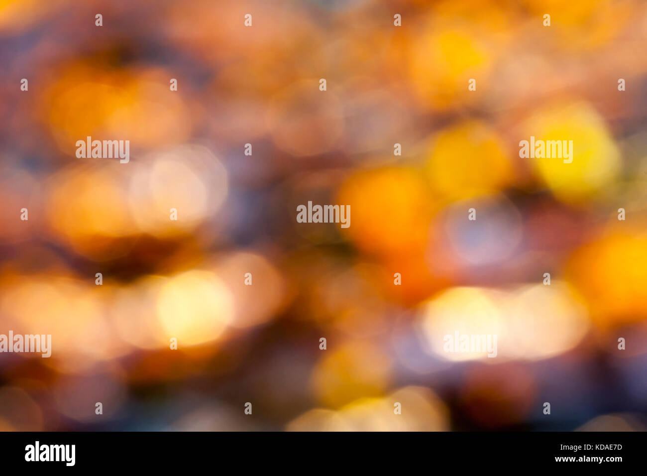 Yellow fallen leaves Stock Photo - Alamy