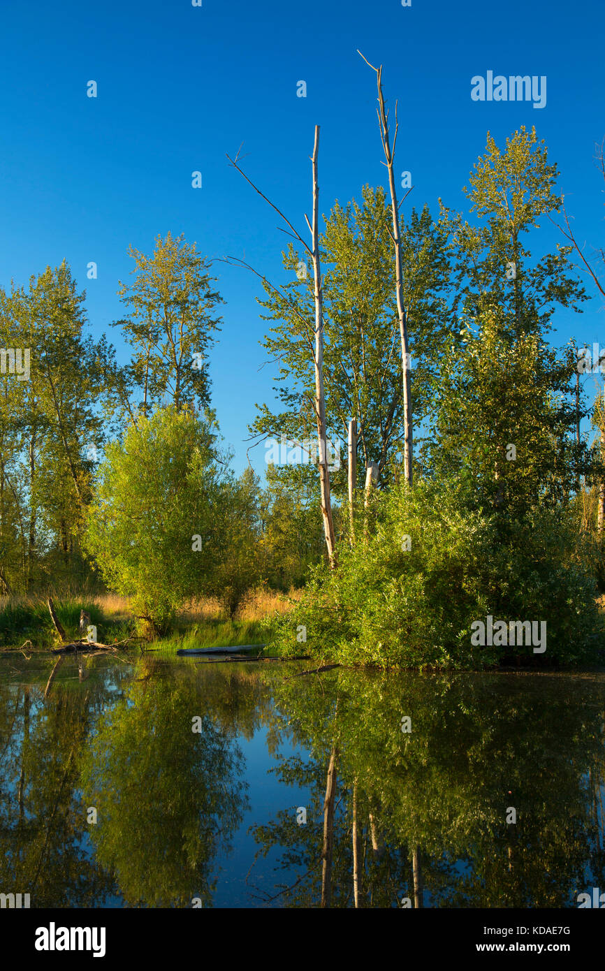 St Louis Ponds, St Louis Ponds Wildlife Area, Oregon Stock Photo Alamy