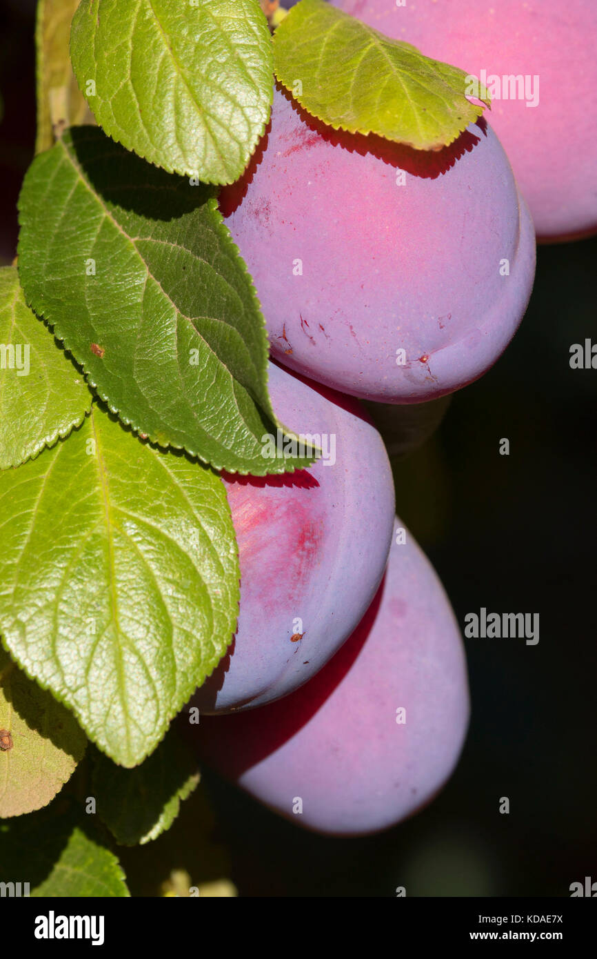 Victoria plum, Marion County, Oregon Stock Photo Alamy