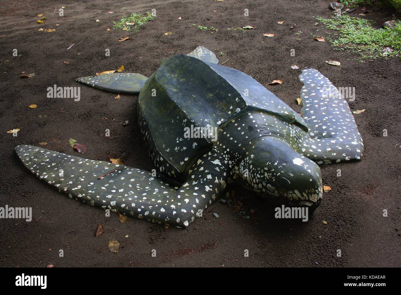 Leather back Sea turtle Learning Prop, Costa Rica Stock Photo - Alamy