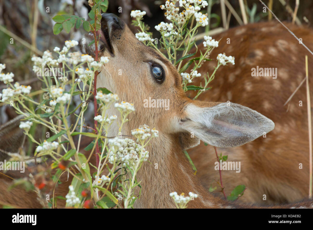 Blacktail deer, Fort Flagler State Park, Washington Stock Photo