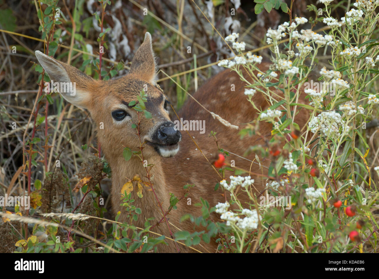 Blacktail deer, Fort Flagler State Park, Washington Stock Photo