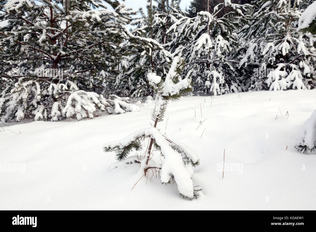 Forest in winter Stock Photo - Alamy