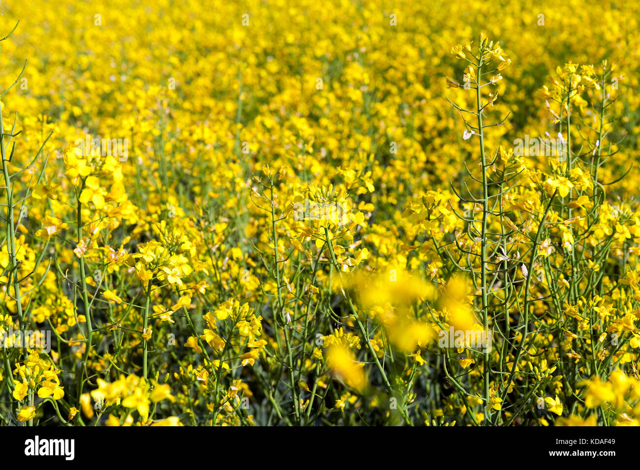 Field with rape, summer Stock Photo - Alamy