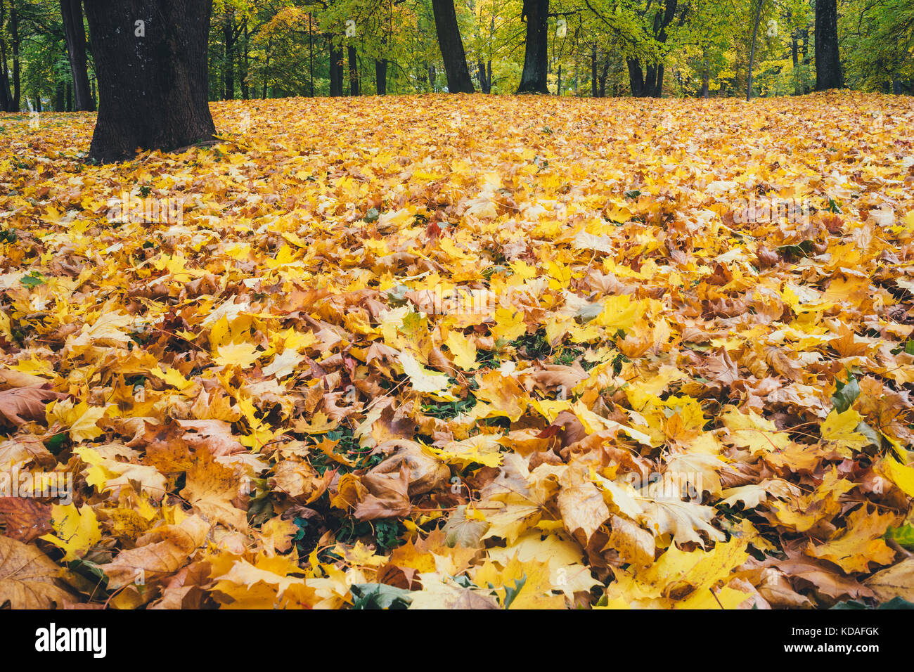 Colorful foliage in the autumn park, seasonal background Stock Photo ...