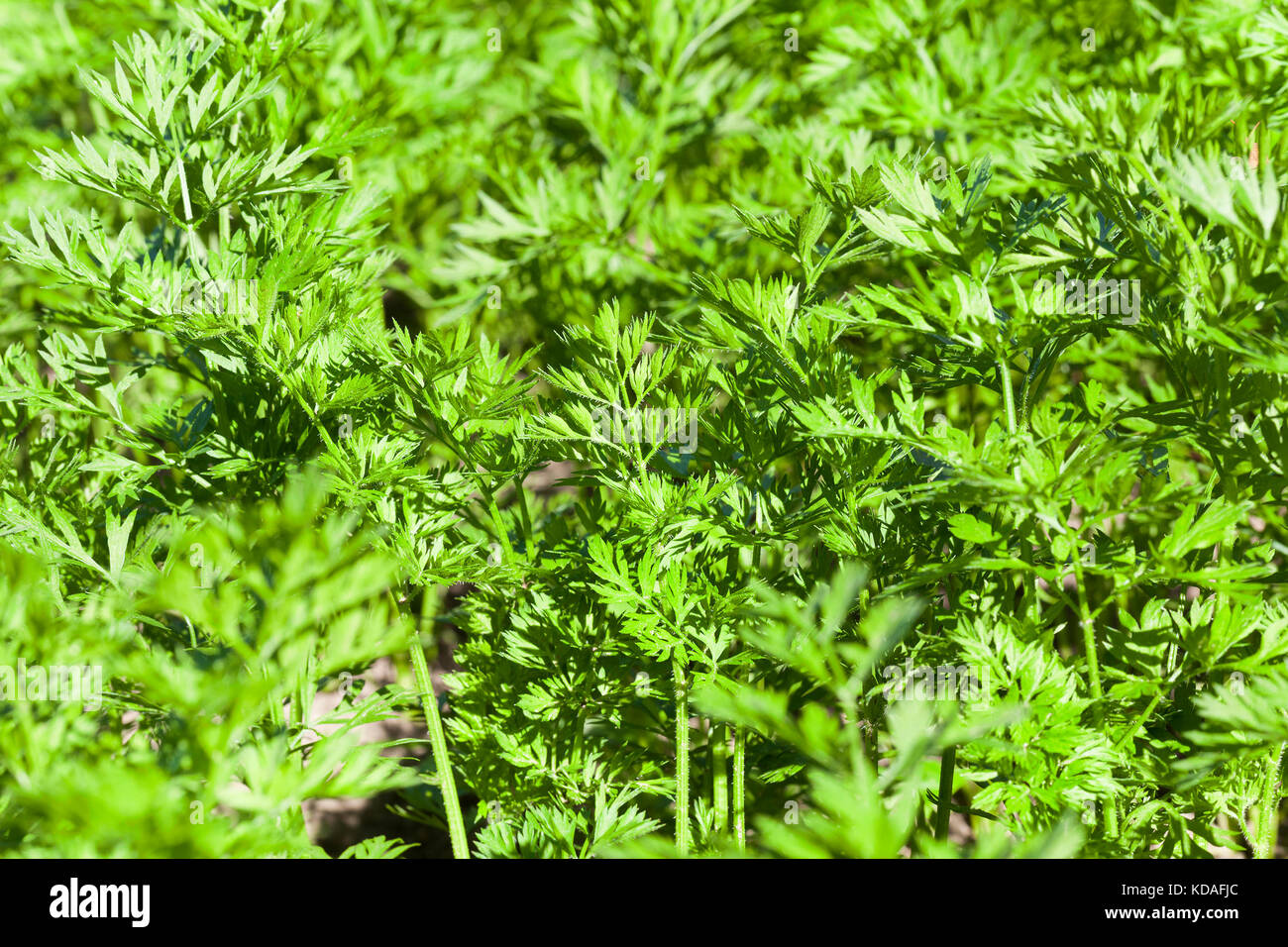green leaves of carrots Stock Photo Alamy