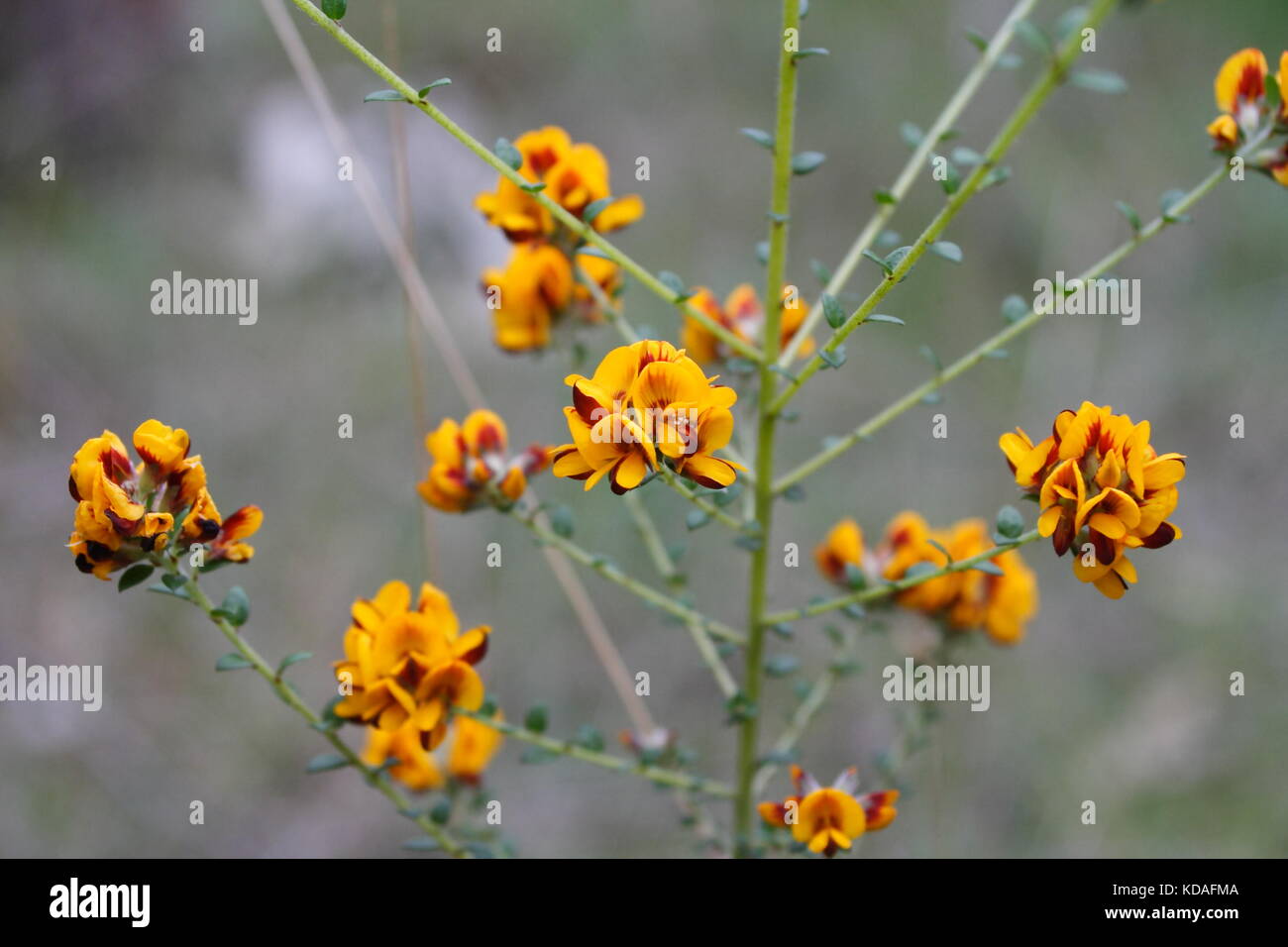 Egg and Bacon plant eutaxia obovata in flower Stock Photo Alamy