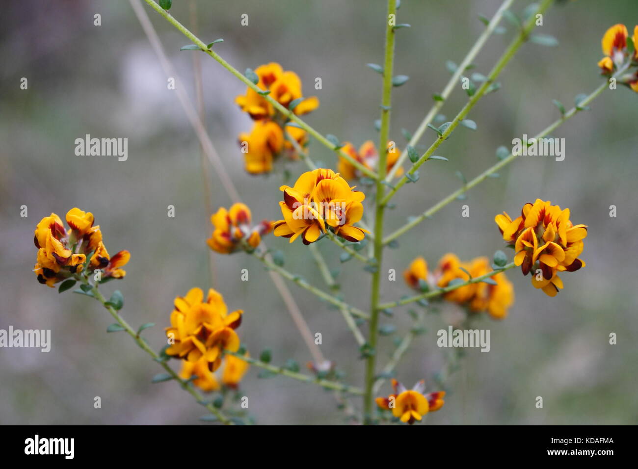 Egg and Bacon plant - eutaxia obovata - in flower Stock Photo