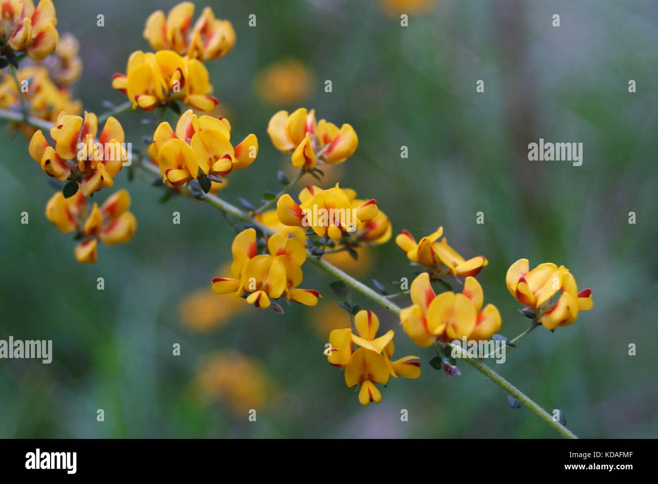 Flowering Egg and Bacon plant eutaxia obovata Stock