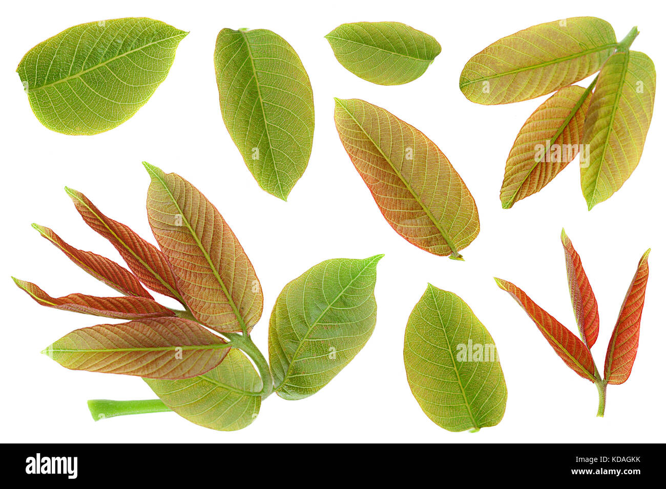 Walnut leaf closeup set isolated on white background Stock Photo Alamy