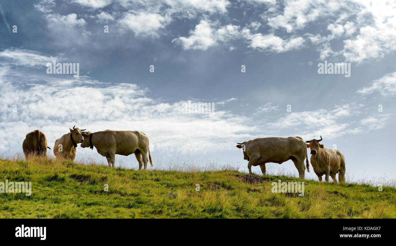 the beautiful cows grazing the alpine pastures Stock Photo - Alamy