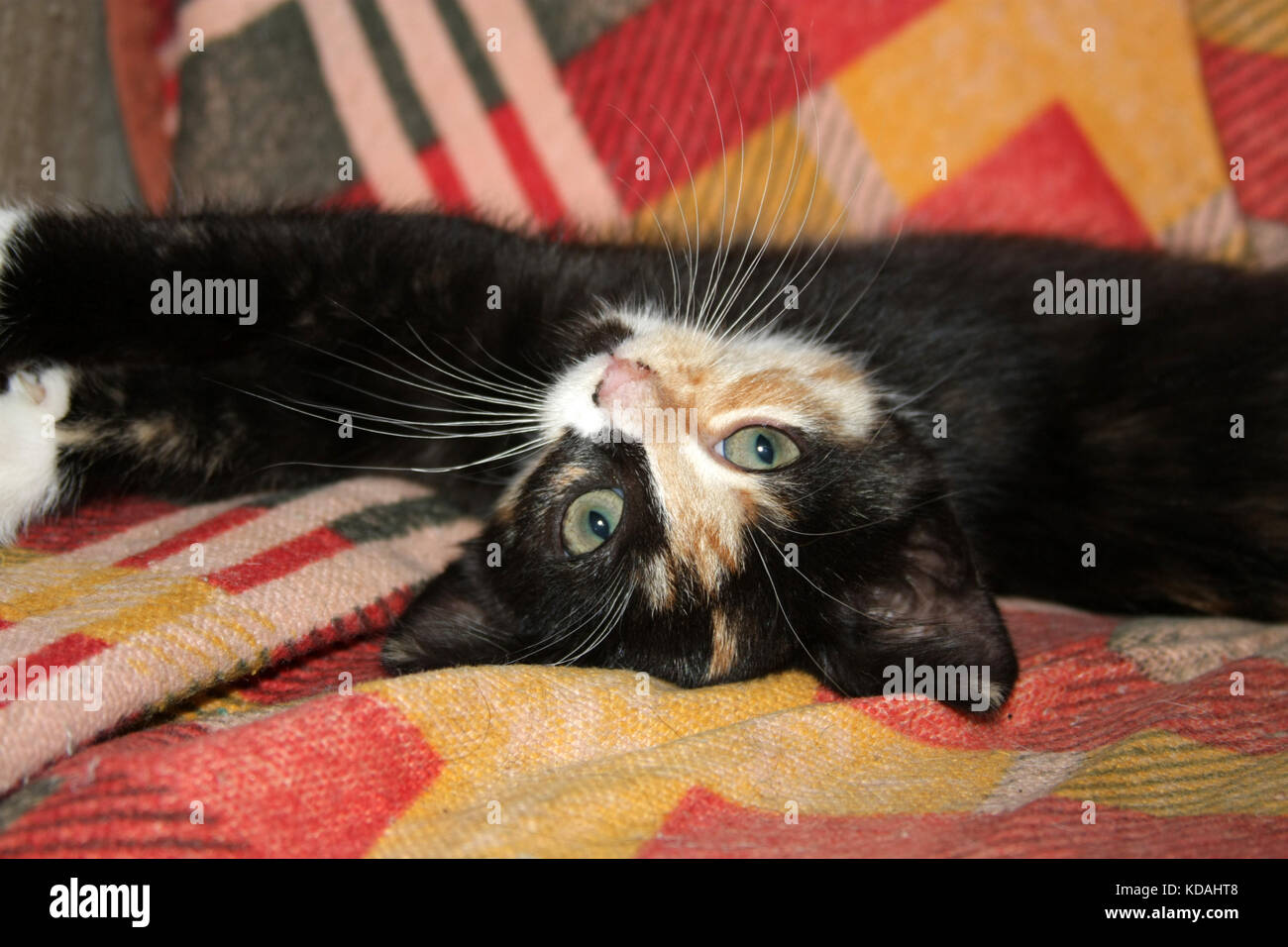 Fun color kitten lays and plays on her chair .Look. Stock Photo