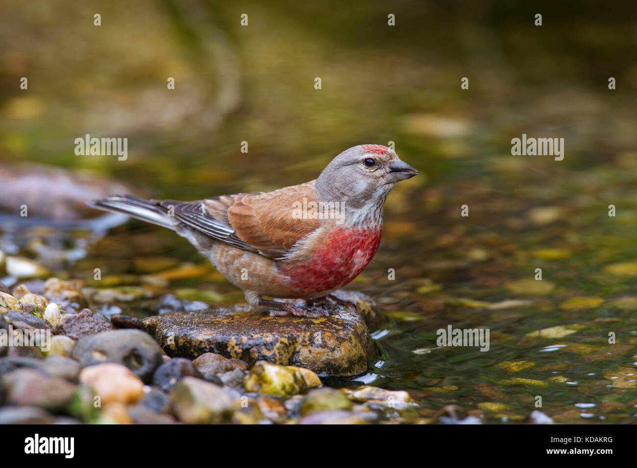 Common linnet (Linaria cannabina / Acanthis cannabina / Carduelis cannabina) male drinking water from brook Stock Photo