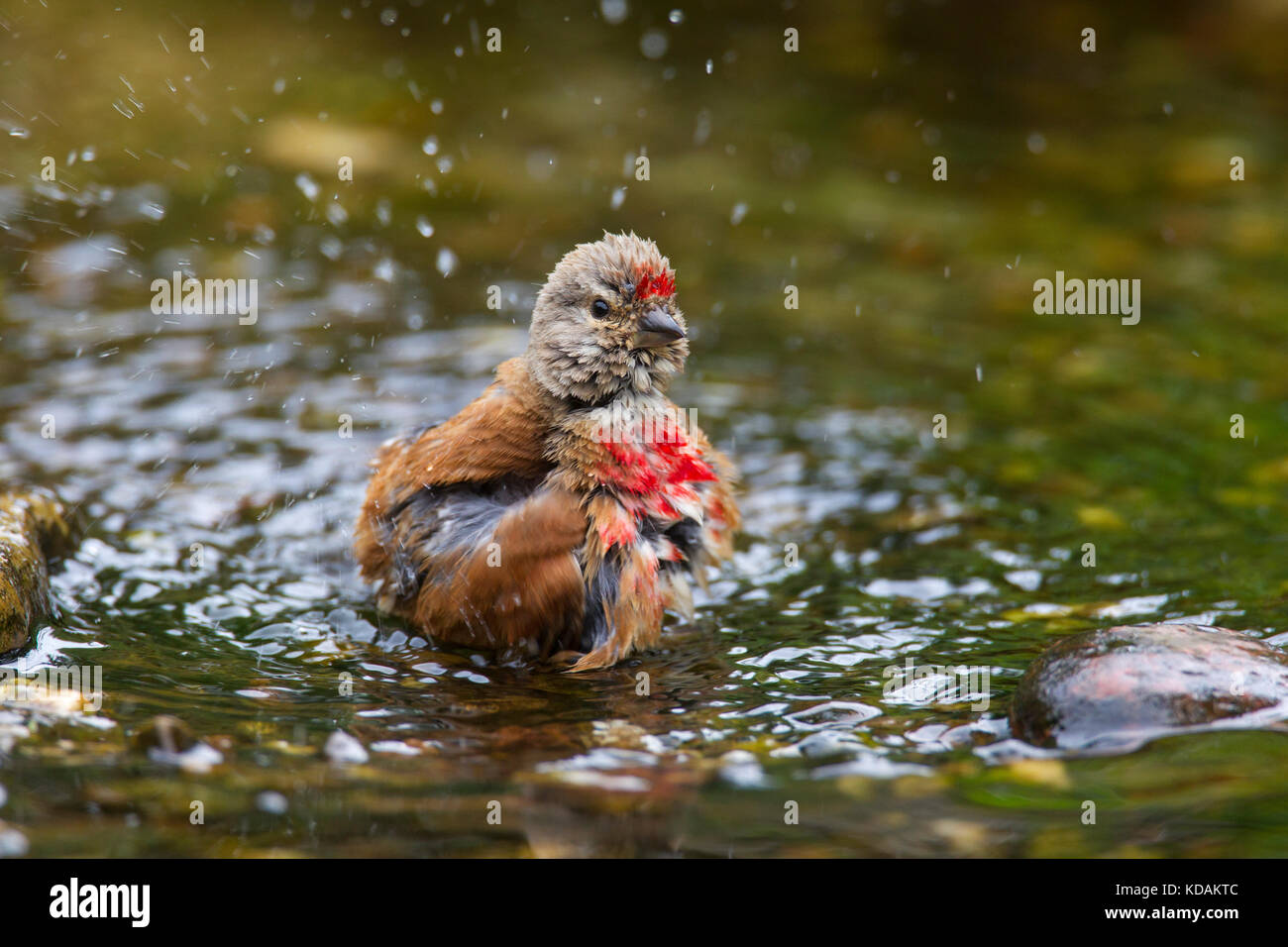 Common linnet (Linaria cannabina / Acanthis cannabina / Carduelis cannabina) male bathing in shallow water of brook Stock Photo