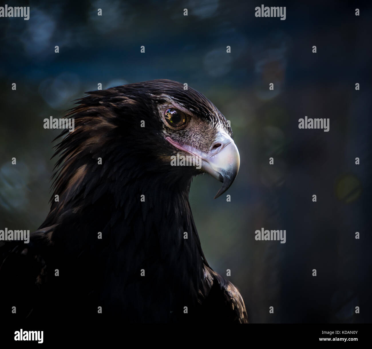 Wedge tailed eagle hi-res stock photography and images - Alamy