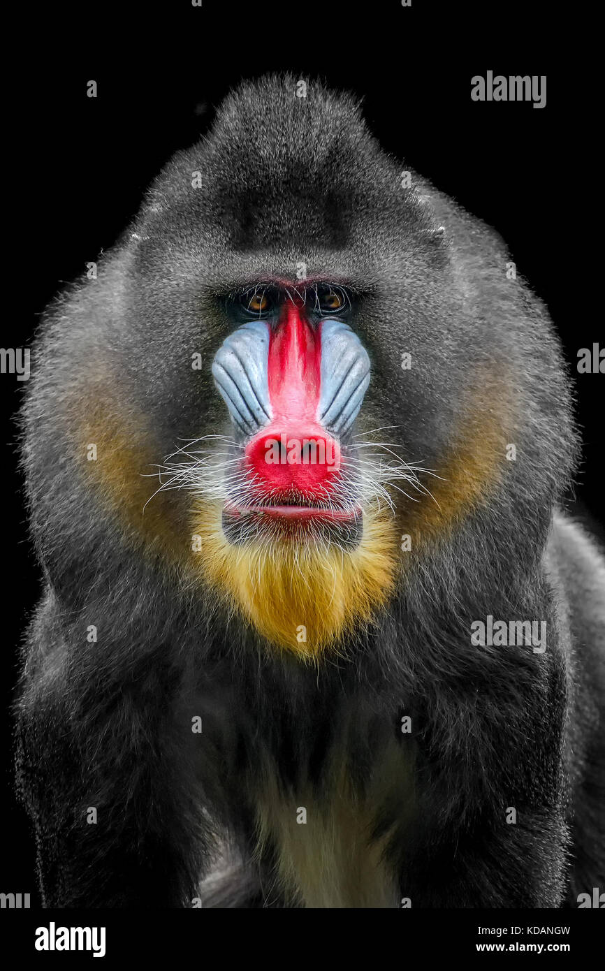 Portrait of a mandrill, West Java, Indonesia Stock Photo
