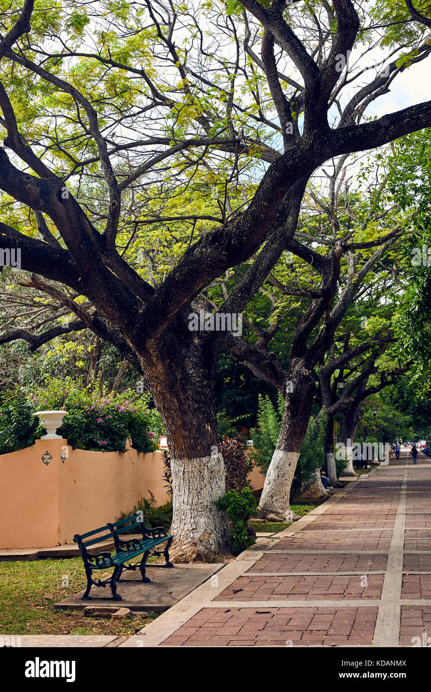 Sidewalk view of Paseo de Montejo avenue in Merida, Yucatan, Mexico Stock Photo