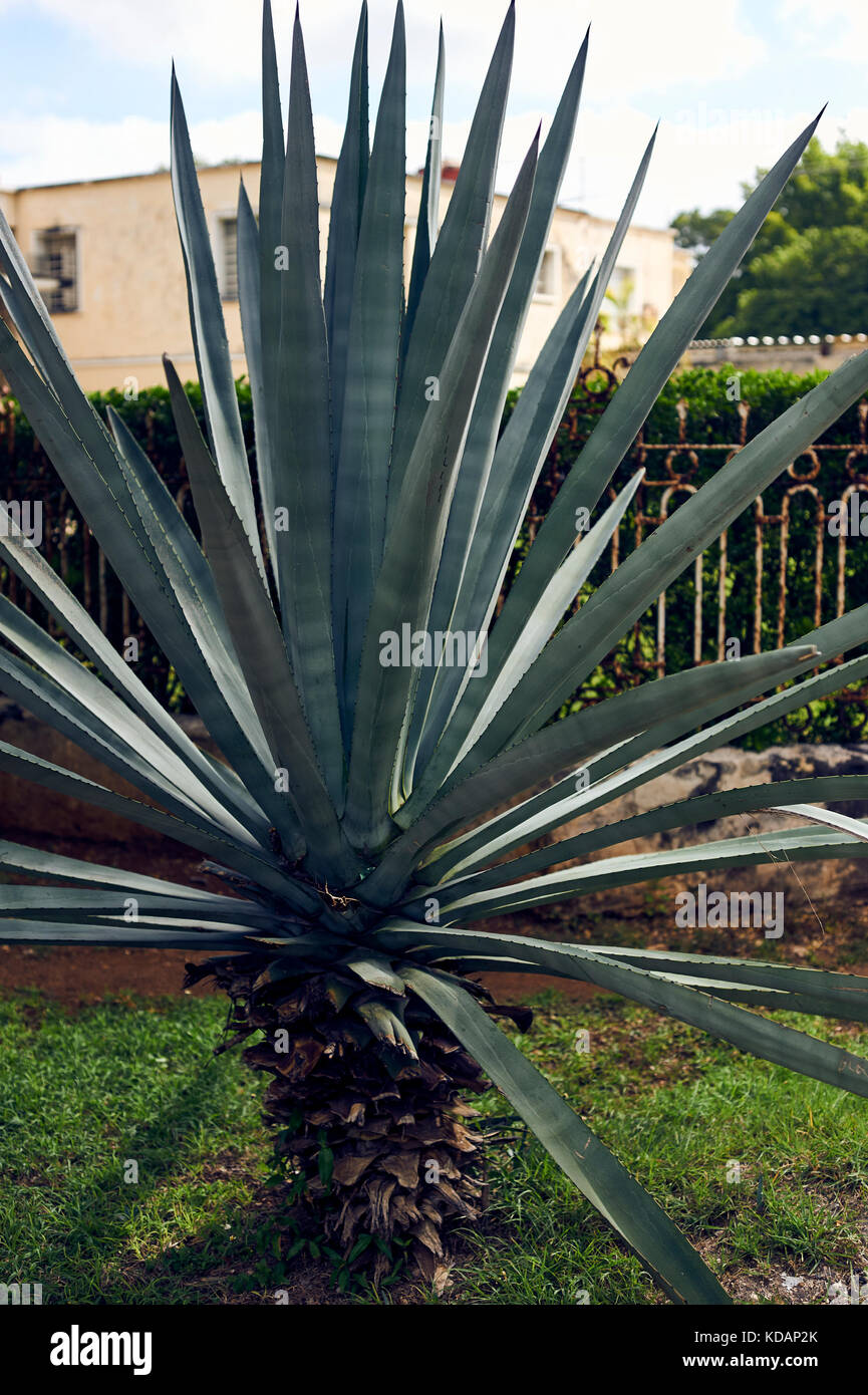 Henequen plant on the sidewalk on Paseo de Montejo avenue in Merida, Yucatan, Mexico Stock Photo