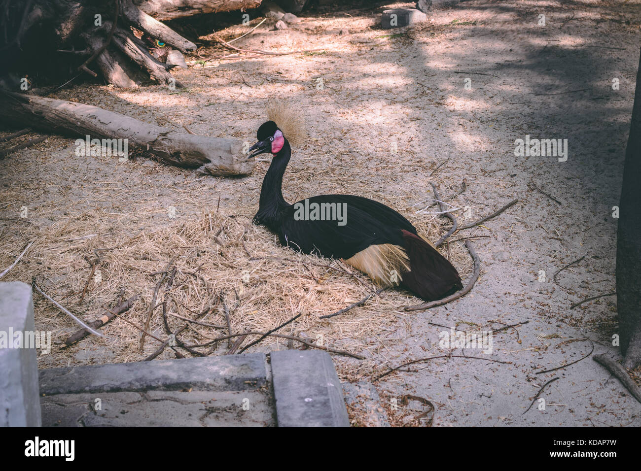 This flightless bird was photographed in the Dubai Zoo. The gulf is