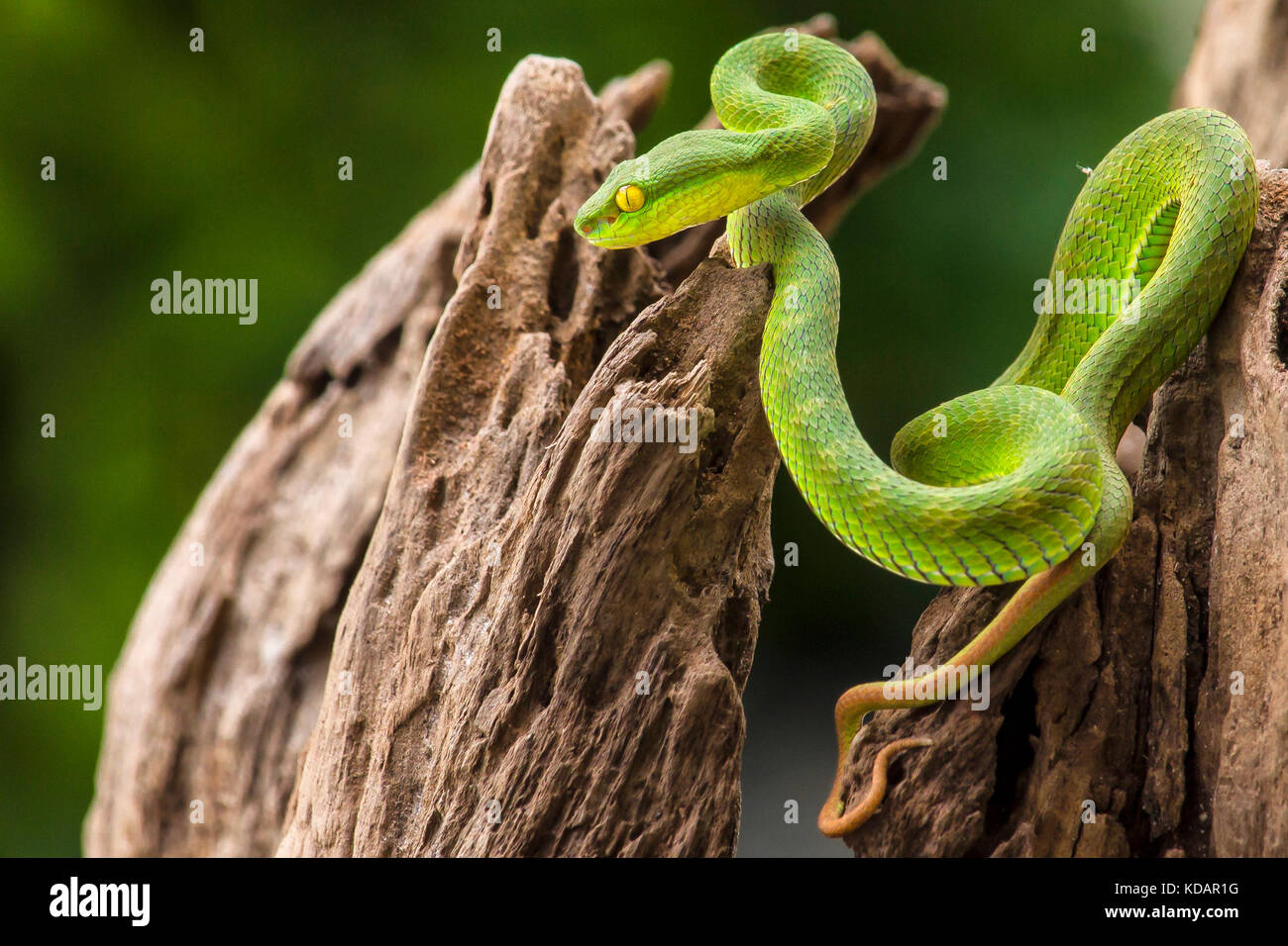 Green pit viper snake (Trimeresurus Albolabris), Jakarta, Indonesia Stock Photo
