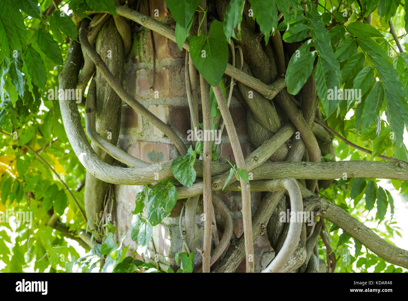 Branches knotted around a brick column Stock Photo