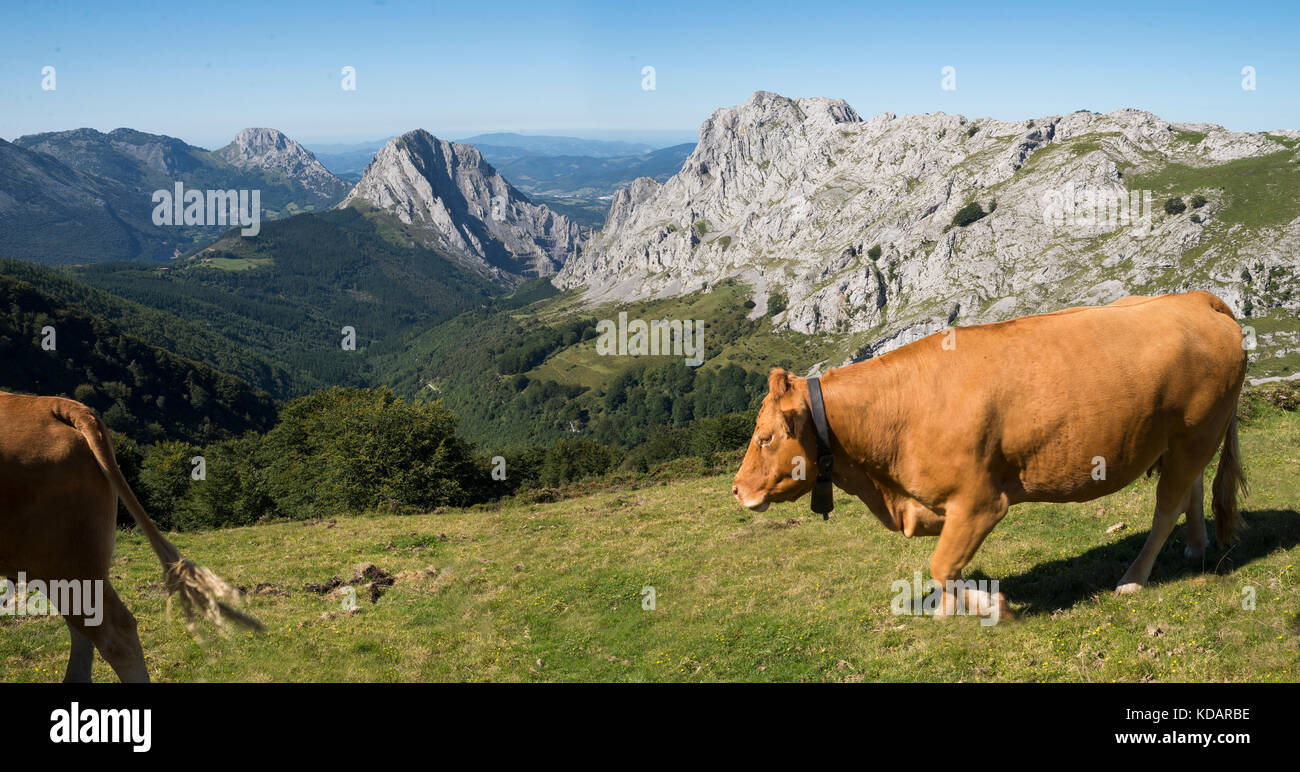 Two cows walking in mountains, Urkiola National Park, Bizkaia, Basque Country, Spain Stock Photo