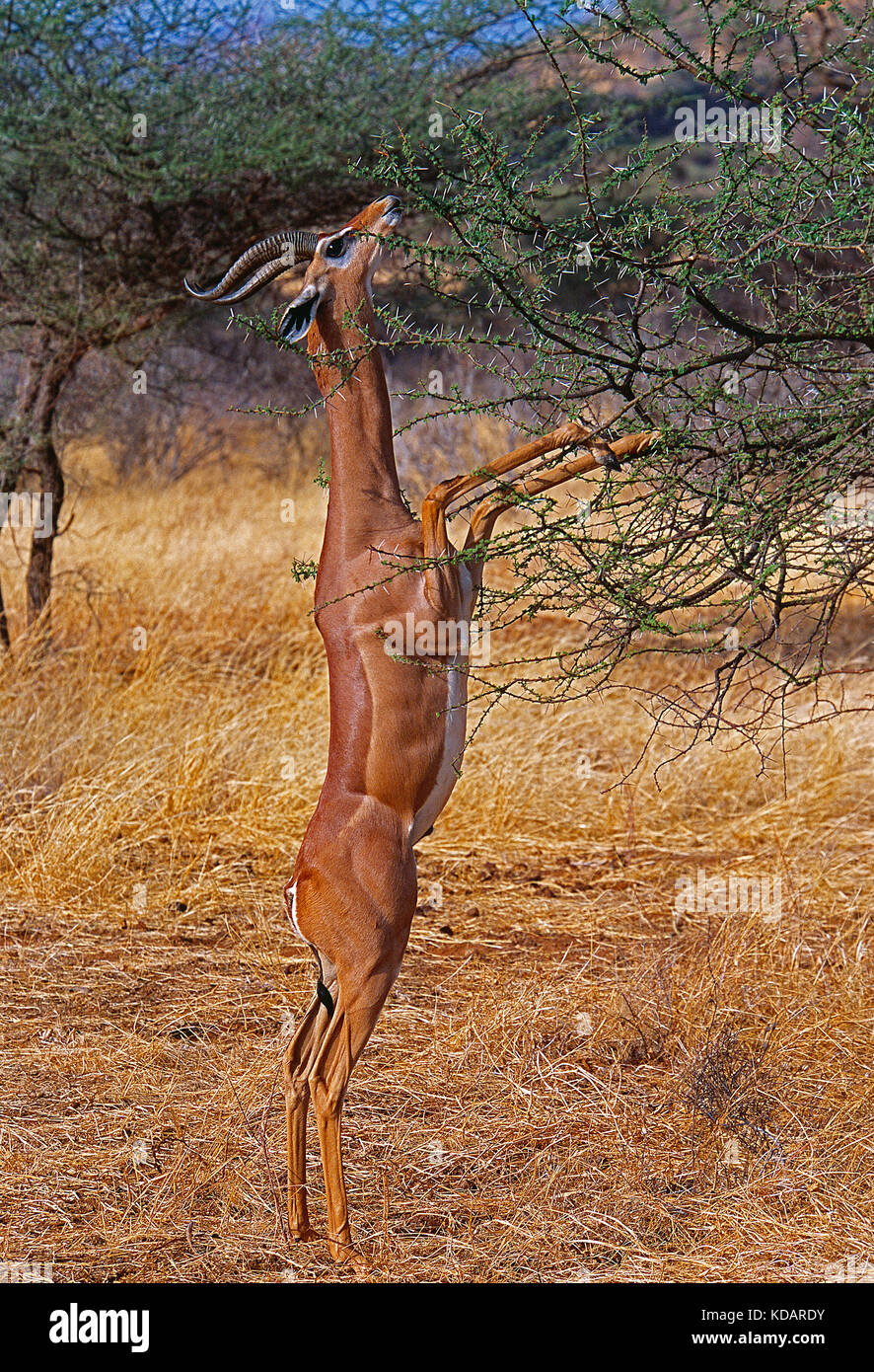 Africa. Kenya. Samburu National Reserve. Wildlife. Gerenuk. Stock Photo
