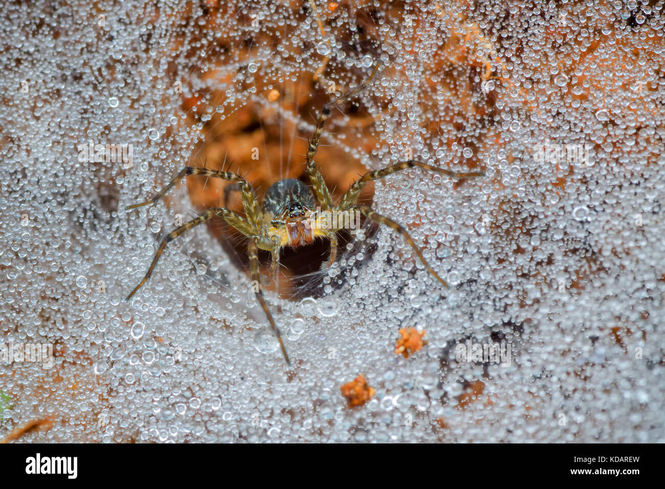 File:Spider-web-insect - West Virginia - ForestWander.jpg