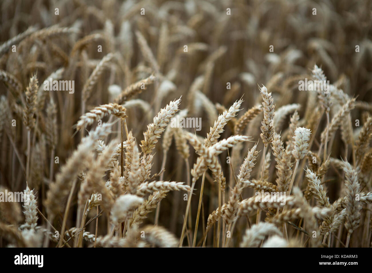 Grain harvest - barley, wheat, straw Stock Photo