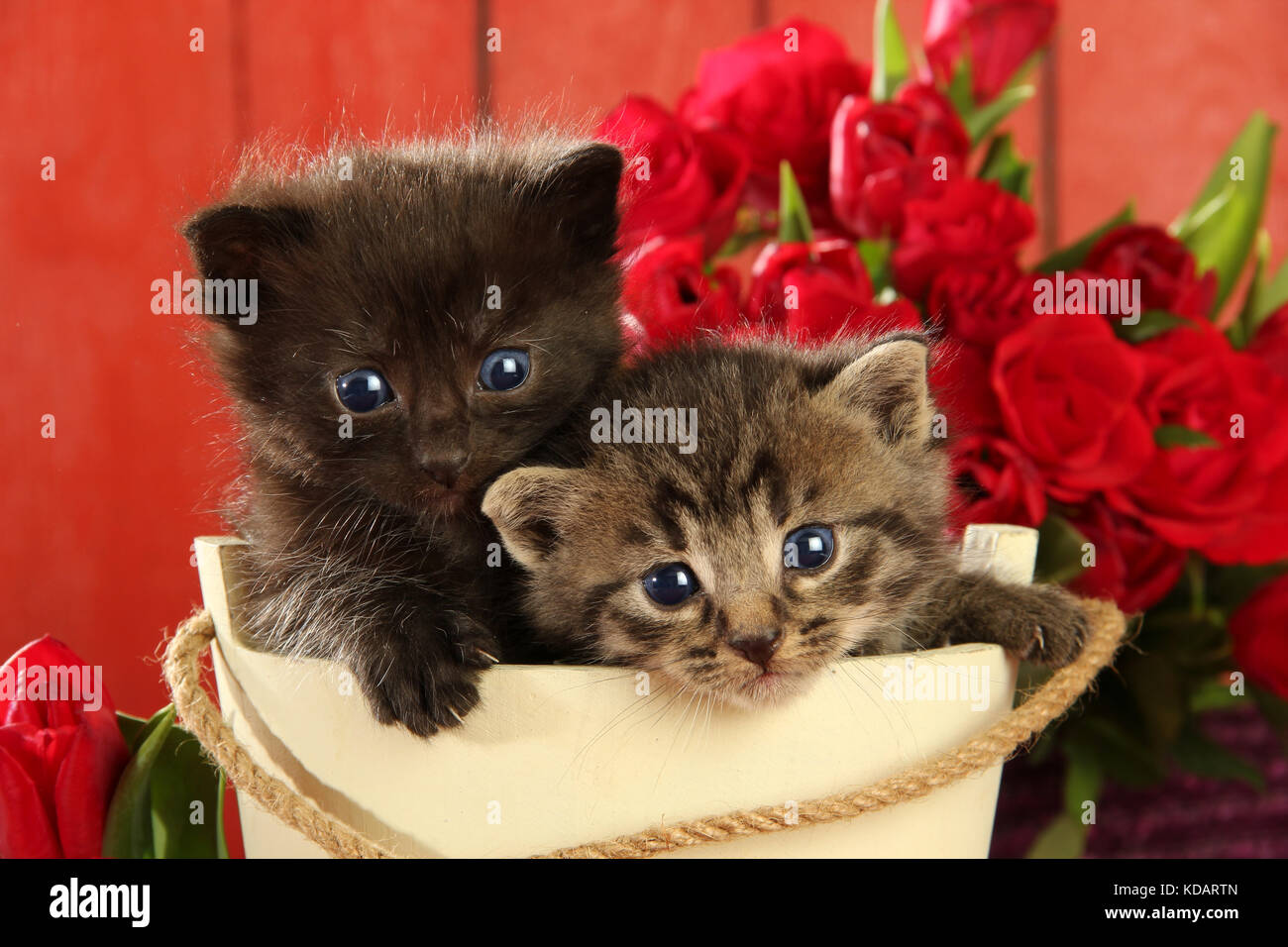 two kittens, black, black tabby, 4 weeks old, sitting in a basket Stock Photo
