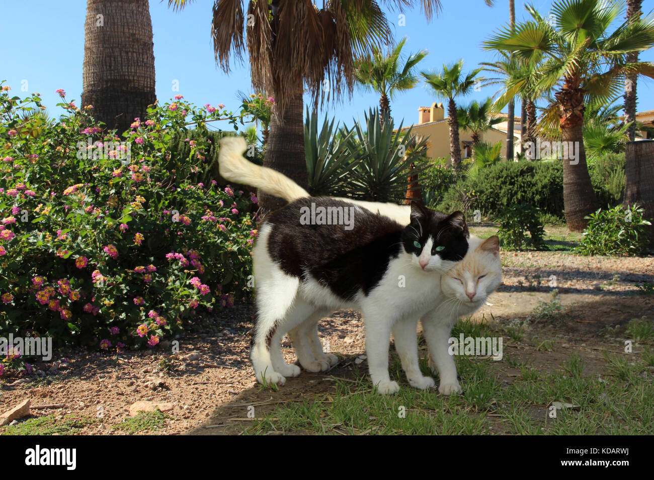 two domestic cats, tuxedo and cream point, standing in a palm garden and cuddling Stock Photo
