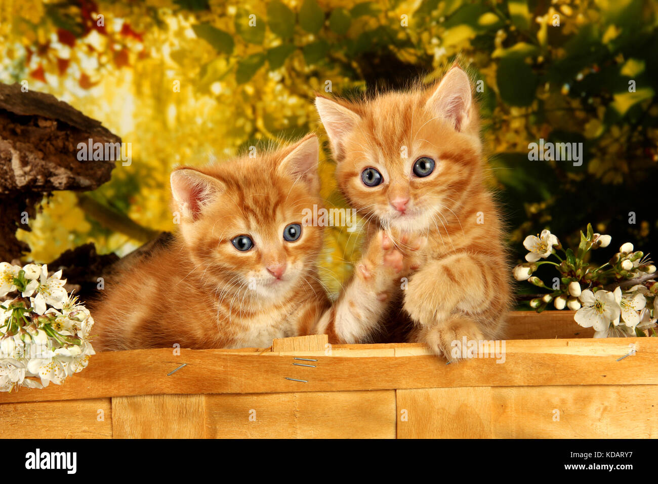 two domestic kittens, ginger, red tabby, lying in a basket between spring flowers Stock Photo