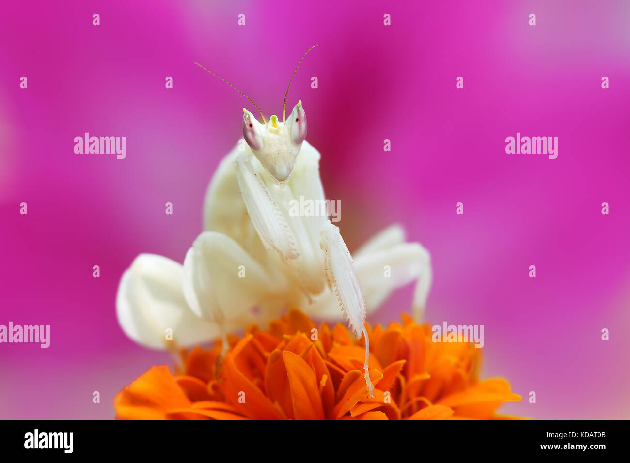 Orchid Mantis on a flower, Indonesia Stock Photo