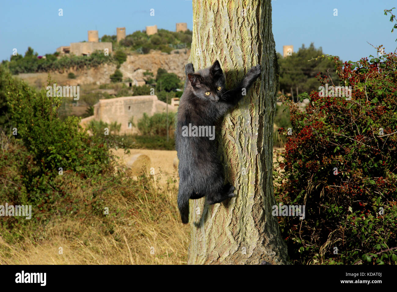 Cat climbing tree hires stock photography and images Alamy