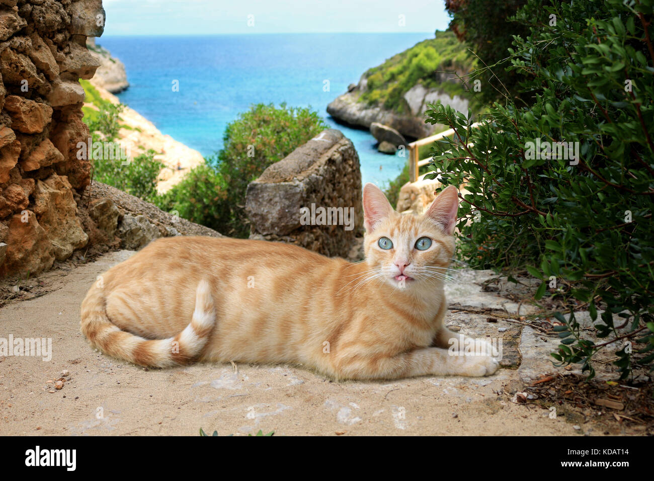 domestic cat, ginger, lying on stairs at the sea Stock Photo