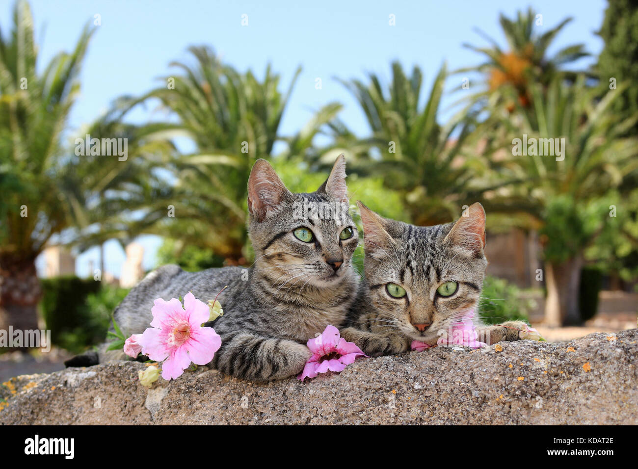 two young cats, black tabby, lying on a wall in front of palms Stock Photo