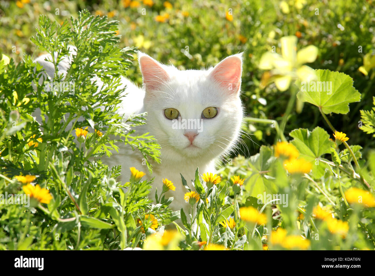 portrait of a white cat in a flowering meadow Stock Photo Alamy